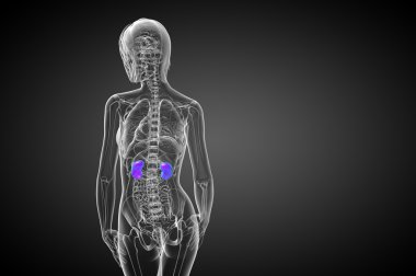 3D render Medikal illüstrasyon insan böbreğe