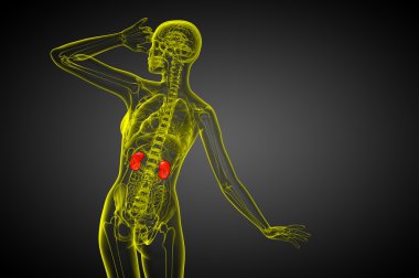 3D render Medikal illüstrasyon insan böbreğe