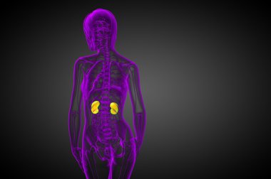 3D render Medikal illüstrasyon insan böbreğe