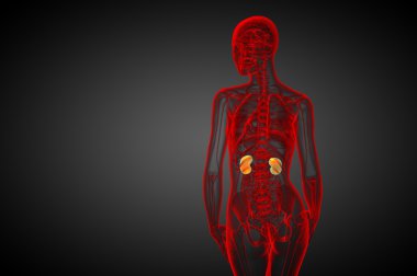 3D render Medikal illüstrasyon insan böbreğe