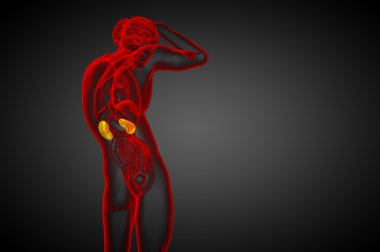 3D render Medikal illüstrasyon insan böbreğe