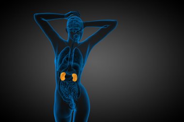 3D render Medikal illüstrasyon insan böbreğe