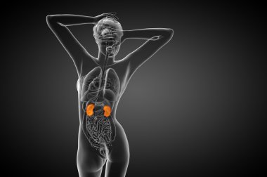 3D render Medikal illüstrasyon insan böbreğe