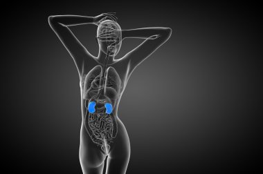 3D render Medikal illüstrasyon insan böbreğe