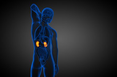 3D render Medikal illüstrasyon insan böbreğe