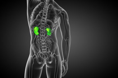 3D render Medikal illüstrasyon insan böbreğe