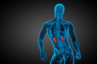 3D render Medikal illüstrasyon insan böbreğe