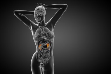 3D render Medikal illüstrasyon insan böbreğe