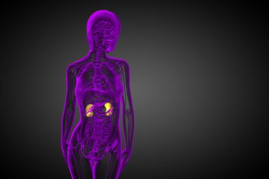 3D render Medikal illüstrasyon insan böbreğe