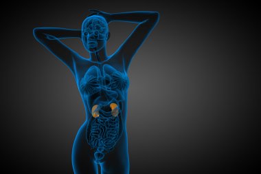 3D render Medikal illüstrasyon insan böbreğe