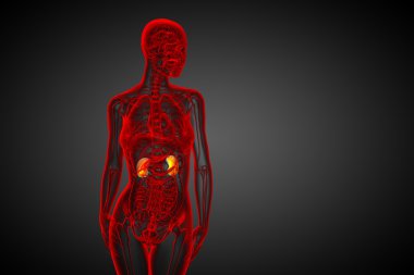 3D render Medikal illüstrasyon insan böbreğe
