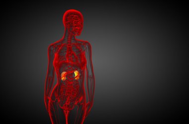 3D render Medikal illüstrasyon insan böbreğe