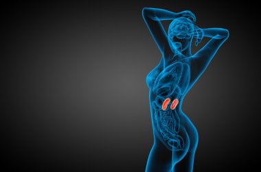 3D render Medikal illüstrasyon insan böbreğe