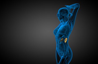 3D render Medikal illüstrasyon insan böbreğe