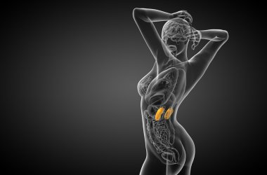 3D render Medikal illüstrasyon insan böbreğe