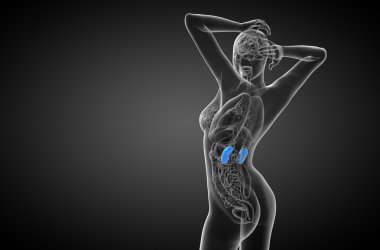 3D render Medikal illüstrasyon insan böbreğe