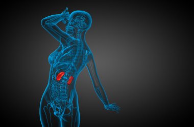 3D render Medikal illüstrasyon insan böbreğe