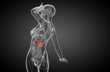 3D render Medikal illüstrasyon insan böbreğe