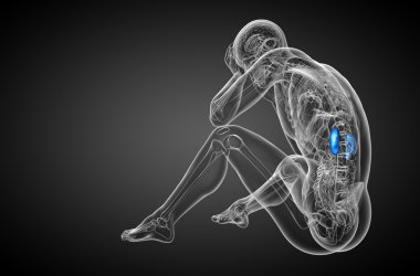 3D render Medikal illüstrasyon insan böbreğe