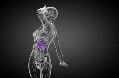 3D render Medikal illüstrasyon insan böbreğe