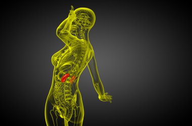 3D render Medikal illüstrasyon insan böbreğe