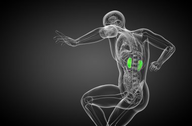 3D render Medikal illüstrasyon insan böbreğe