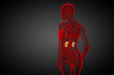 3D render Medikal illüstrasyon insan böbreğe