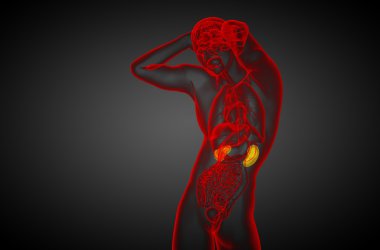 3D render Medikal illüstrasyon insan böbreğe