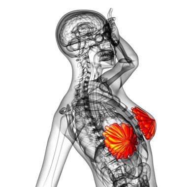 3D render Medikal illüstrasyon insan meme 