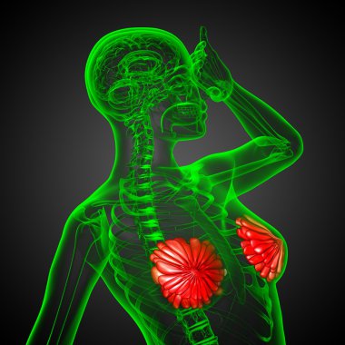 3D render Medikal illüstrasyon insan meme 