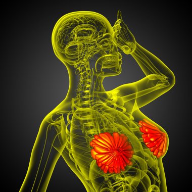 3D render Medikal illüstrasyon insan meme 