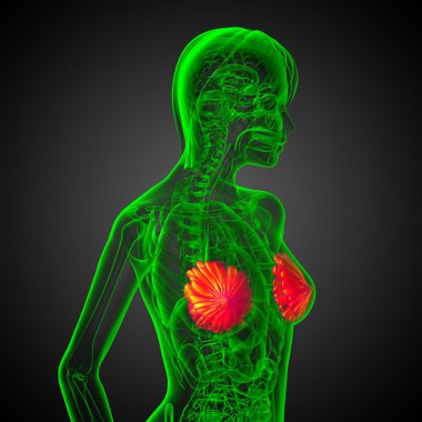 3D render Medikal illüstrasyon insan meme 