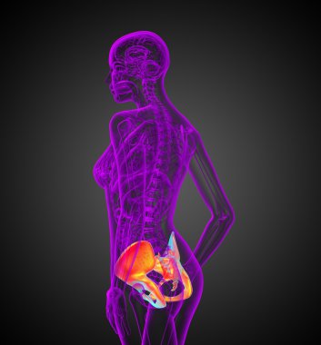 3d render medical illustration of the hip  clipart
