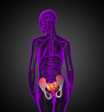 3D render Medikal illüstrasyon kalça 