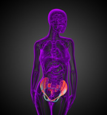 3D render Medikal illüstrasyon kalça 