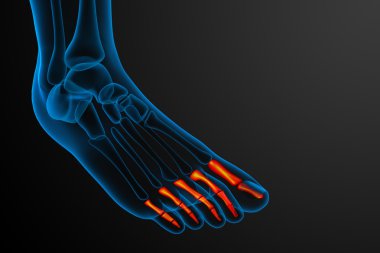 3D render Medikal illüstrasyon parmak kemikleri ayak