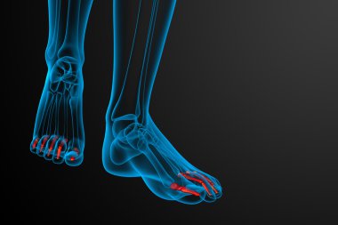 3D render Medikal illüstrasyon parmak kemikleri ayak