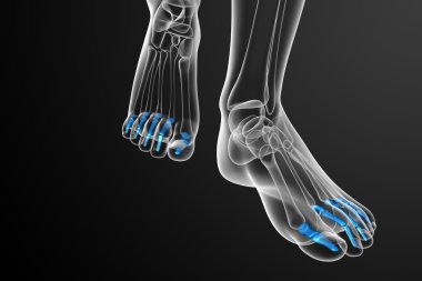 3D render Medikal illüstrasyon parmak kemikleri ayak