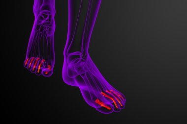 3D render Medikal illüstrasyon parmak kemikleri ayak