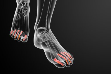 3D render Medikal illüstrasyon parmak kemikleri ayak