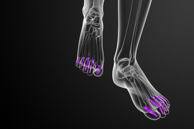 3D render Medikal illüstrasyon parmak kemikleri ayak