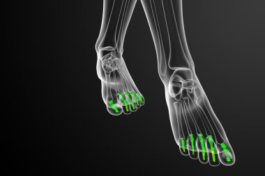 3D render Medikal illüstrasyon parmak kemikleri ayak