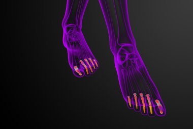 3D render Medikal illüstrasyon parmak kemikleri ayak