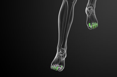 3D render Medikal illüstrasyon parmak kemikleri ayak