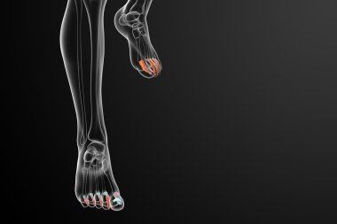 3D render Medikal illüstrasyon parmak kemikleri ayak