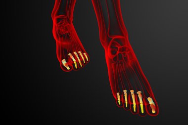 3D render Medikal illüstrasyon parmak kemikleri ayak