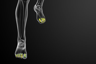 3D render Medikal illüstrasyon parmak kemikleri ayak