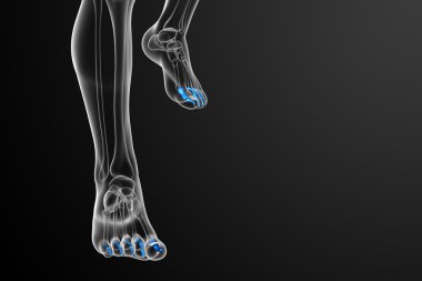 3D render Medikal illüstrasyon parmak kemikleri ayak