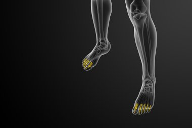 3D render Medikal illüstrasyon parmak kemikleri ayak