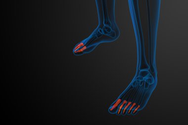 3D render Medikal illüstrasyon parmak kemikleri ayak
